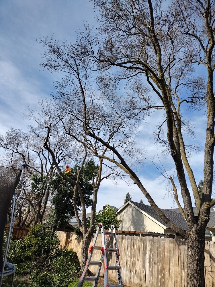 Tree pruning work underway in a residential Fresno backyard