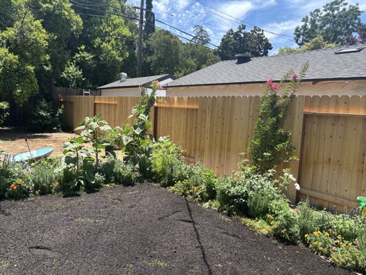 Planted garden and new pale wood fence at a customer property