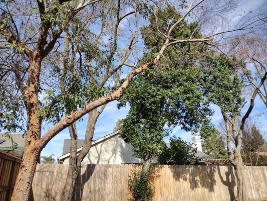 Residential tree canopy beside a wood fence before tree care work